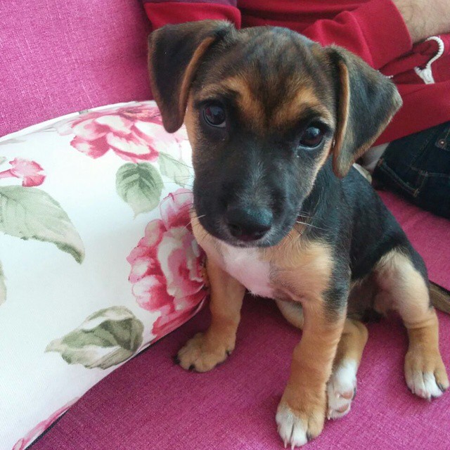 The Sweetest Sweetie by Ayala Snir and Paz Barzilay - Ourboox.com