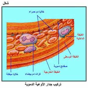 الدم by yassine - Ourboox.com