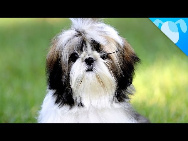 All about dogs by Noaa - Ourboox.com