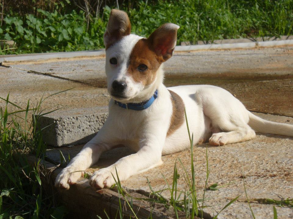 All about dogs by Noaa - Ourboox.com