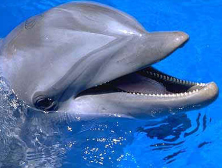 The Dolphins by Noa Duan and Michal Raz - Ourboox.com