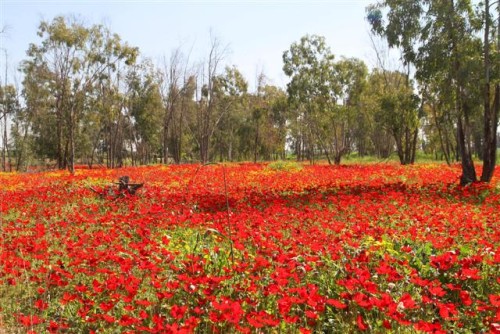 טיול שנתי לדרום הארץ by Liraz hazan - Ourboox.com