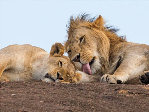 King of the Animals by Ravid and Noa - Ourboox.com