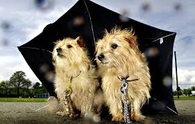 my dog by yahlywe - Ourboox.com