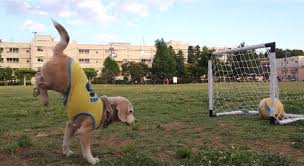 My dog by lior - Ourboox.com