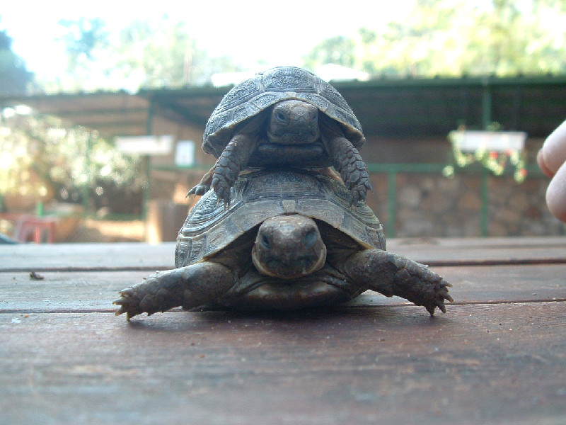 My first summer by Amit Lip - Ourboox.com