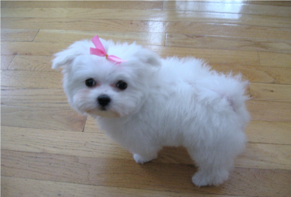 Our Pet by Noga Shira and Maya - Illustrated by Maya Shira and Noga - Ourboox.com