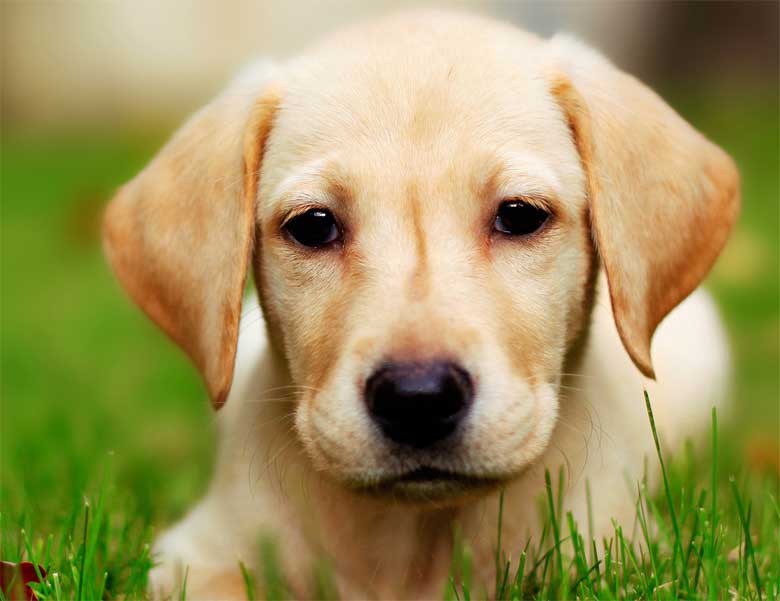 my dog by yahlywe - Ourboox.com