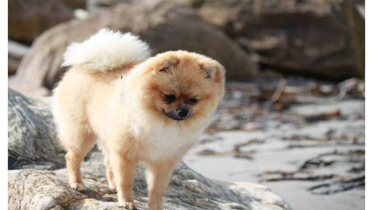 Dogs by Ran and Liam - Ourboox.com