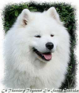 All about dogs by Noaa - Ourboox.com