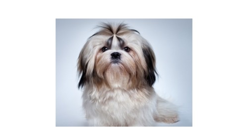 The dog- Snoop by Adibizan - Ourboox.com