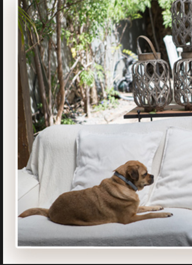 The happy dogs. by ron - Illustrated by Ron and Adam - Ourboox.com