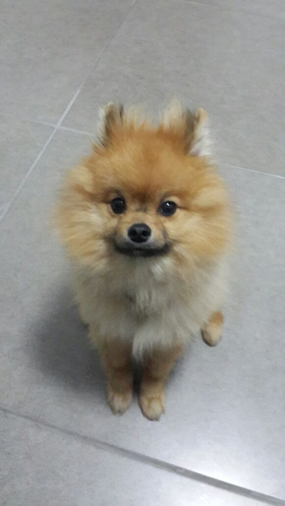 Dogs by Ran and Liam - Ourboox.com