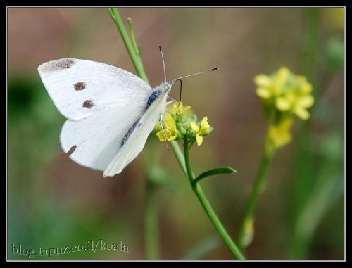 הפרפרים בגן צאלה by גן צאלה - Ourboox.com