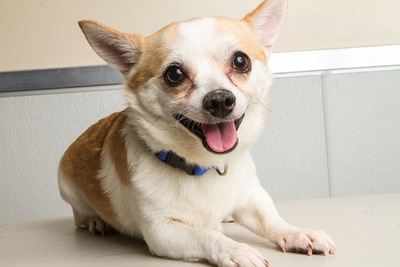 All about dogs by Noaa - Ourboox.com