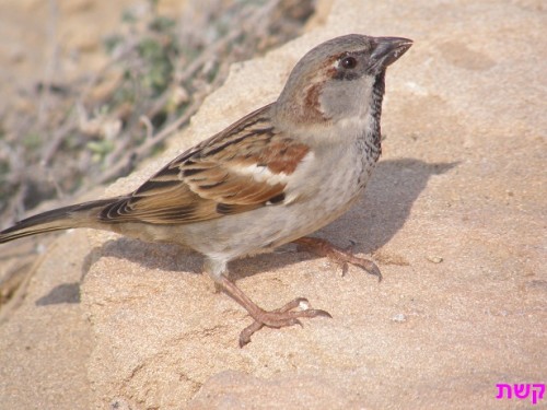 הציפורים בגן ענן by ester - Ourboox.com