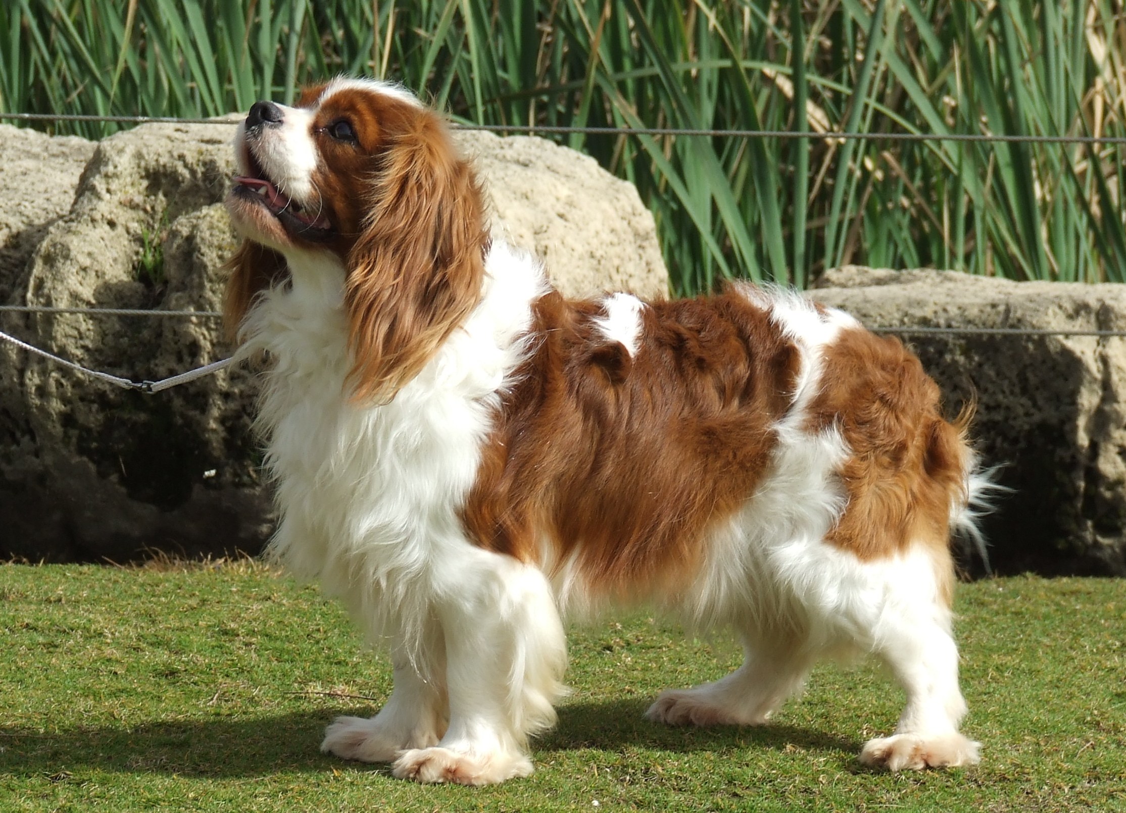 All about dogs by Noaa - Ourboox.com