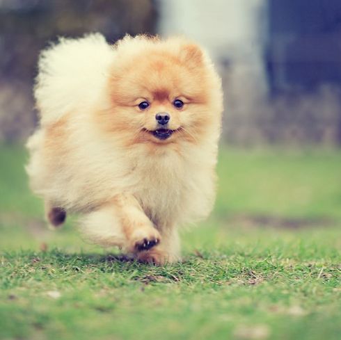 Romeo the little dog by maya and hadar - Ourboox.com