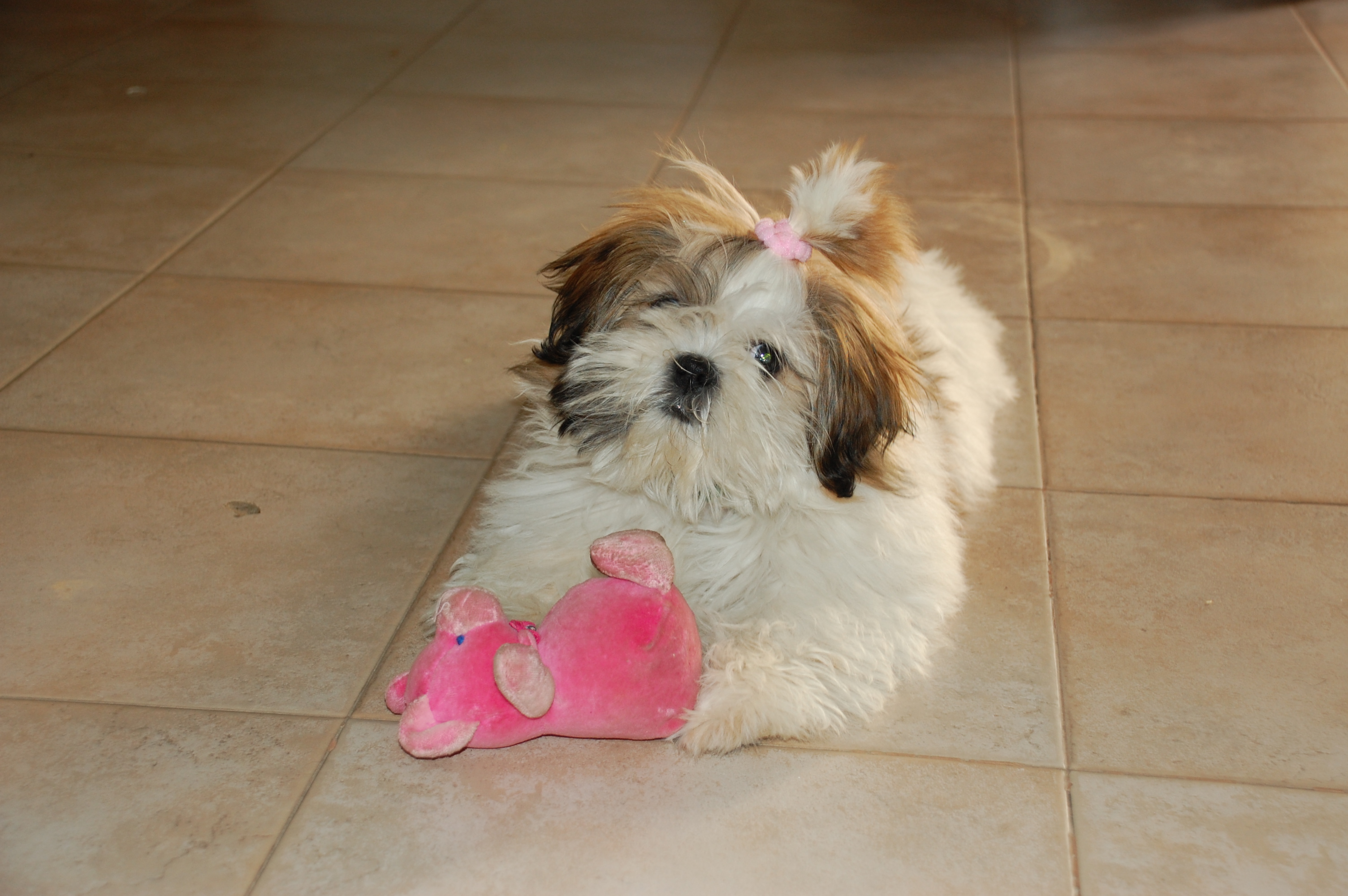 Our Pet by Noga Shira and Maya - Illustrated by Maya Shira and Noga - Ourboox.com