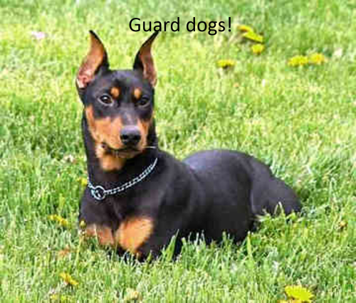 Guard dogs! by gaya and dana - Illustrated by Gaya and Dana - Ourboox.com