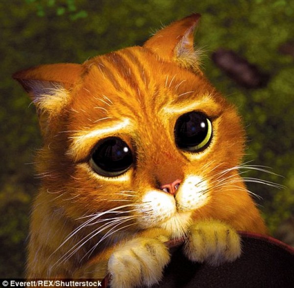 القط ذو الحذاء by layan - Ourboox.com