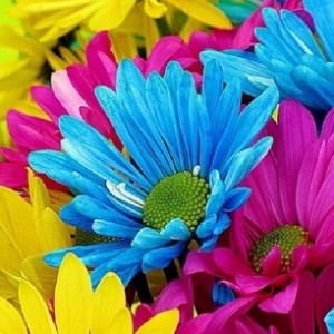 انواع الورود by aya qawasmi - Ourboox.com