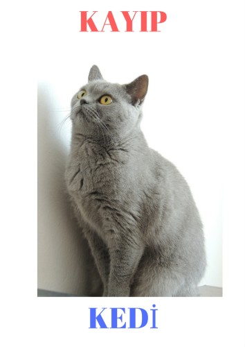 kayıp kedi by hasan inan ALPARSLAN - Ourboox.com