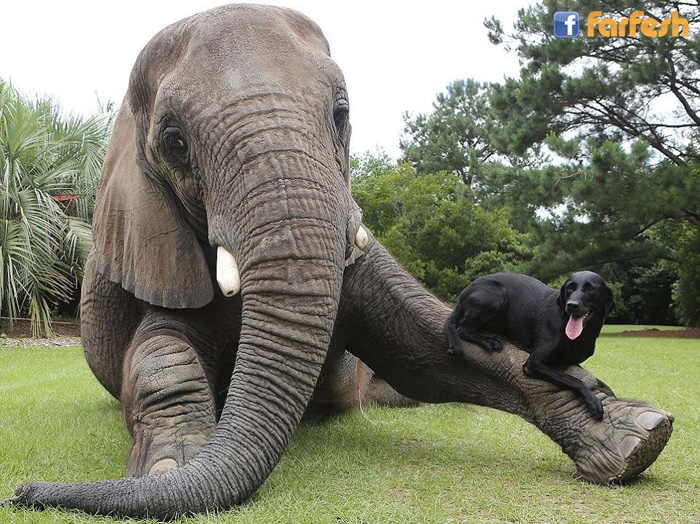 The Elephant Family by Elad and Roi - Ourboox.com