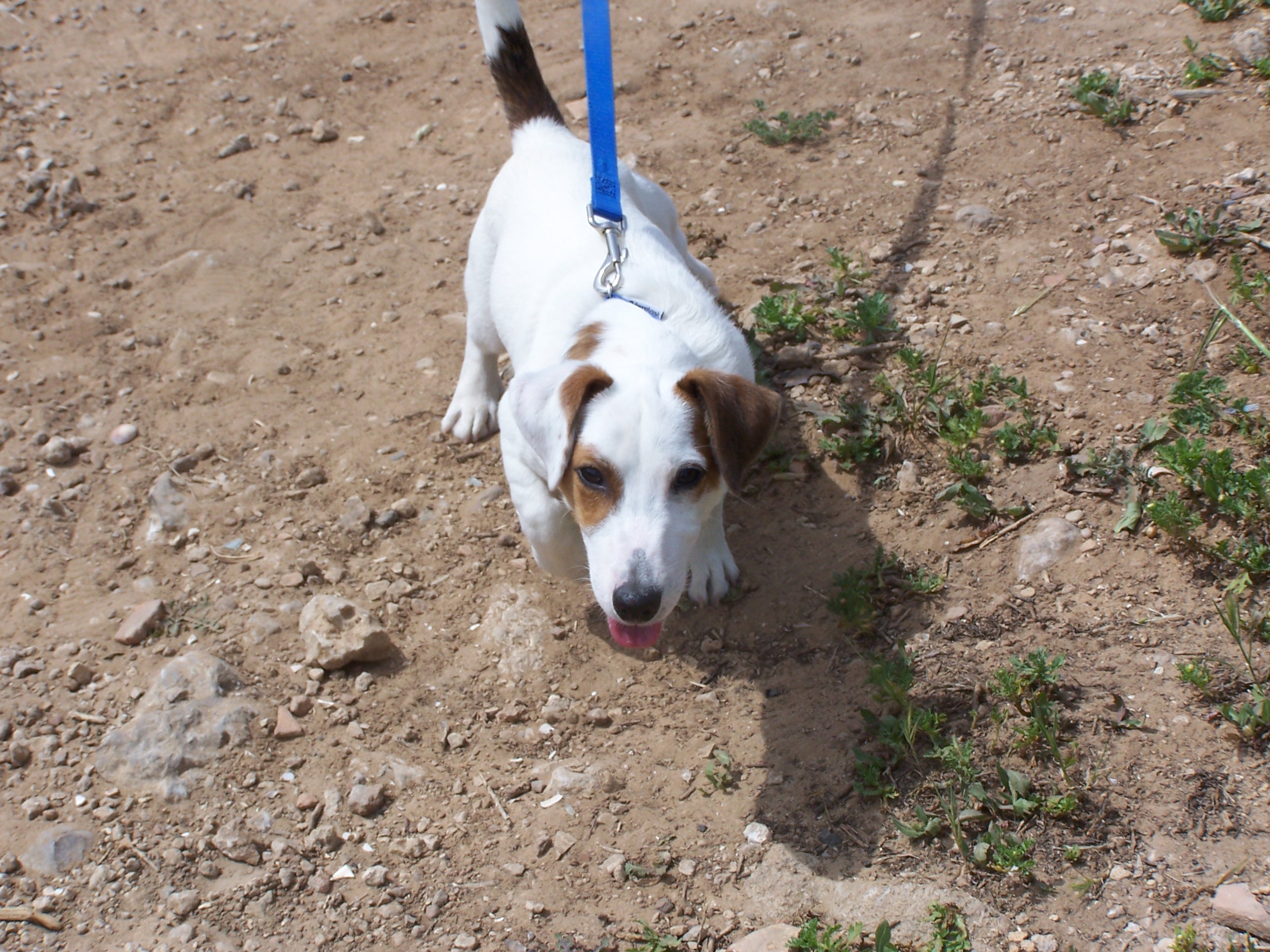 My Dog by emmaharari - Ourboox.com