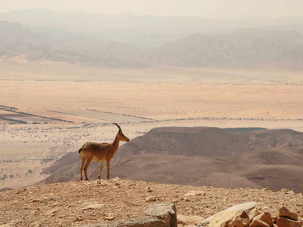 טיול שנתי לאזור מדבר יהודה והרי אילת by dalit kashkash - Ourboox.com