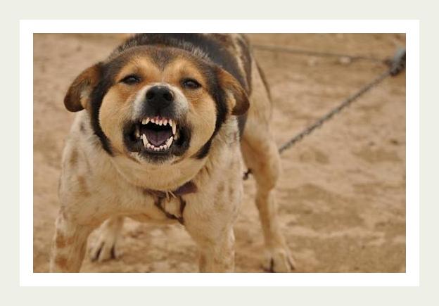 Guard dogs! by gaya and dana - Illustrated by Gaya and Dana - Ourboox.com