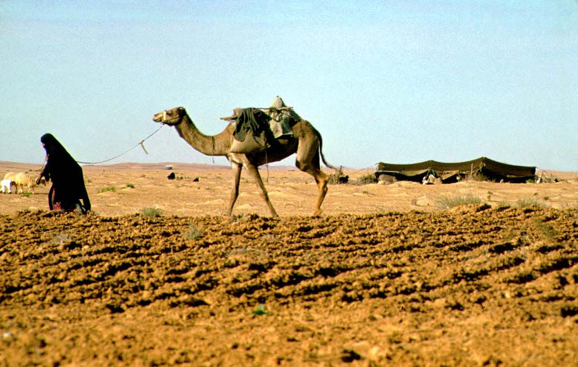 מדריך לתייר- לחצי האי ערב by yair fishbein - Illustrated by יאיר פישביין ואילי גולדשטיין - Ourboox.com