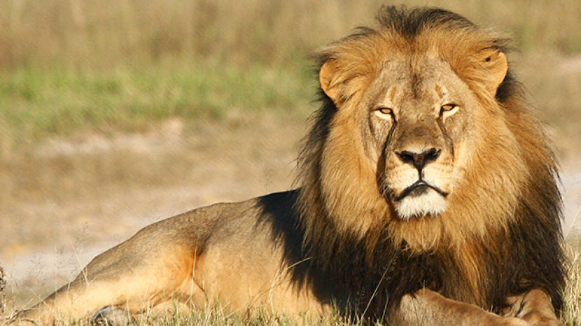 Animals by shira - Ourboox.com