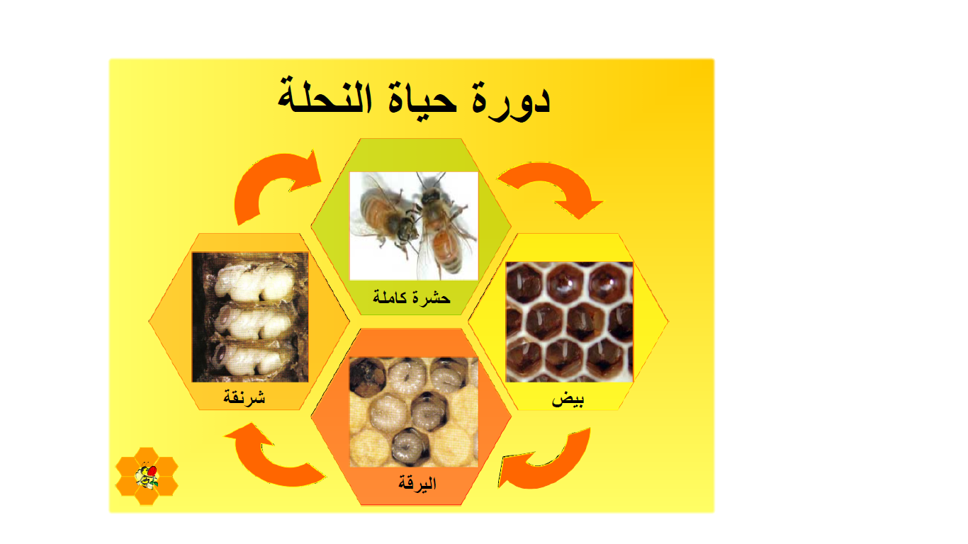 النحلة by nagham massalha - Ourboox.com