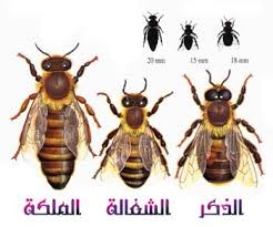 النحلة by nagham massalha - Ourboox.com