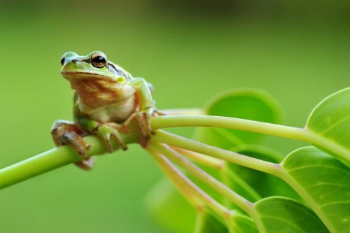 ספר הביומימקרי של ורד, מור והדס by verde golan - Illustrated by ורד גולן - Ourboox.com