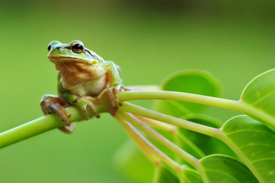 ספר הביומימקרי של ורד, מור והדס by verde golan - Illustrated by ורד גולן - Ourboox.com