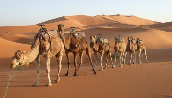 الجمل الاعرج by tala trter - Ourboox.com