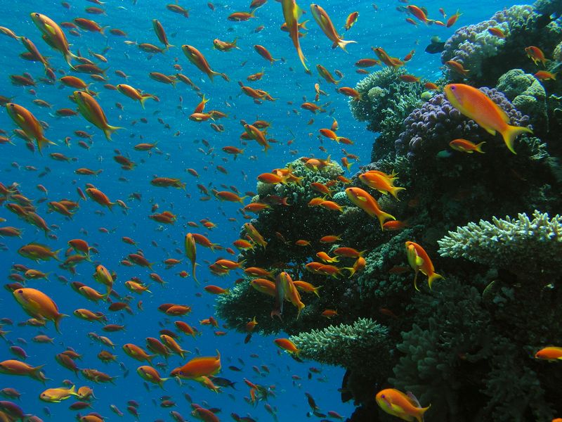 טיול שנתי לאזור מדבר יהודה והרי אילת by dalit kashkash - Ourboox.com