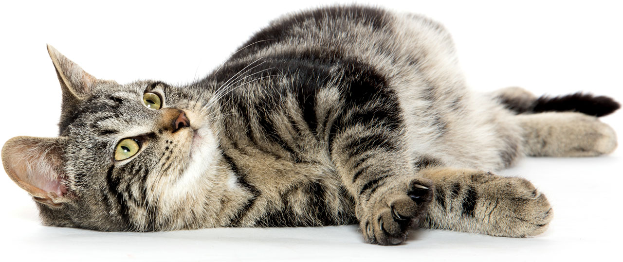 My Pet by Nir and Yair by Nir - Ourboox.com