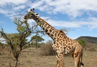 ליאת ז. אחיות by avital - Ourboox.com