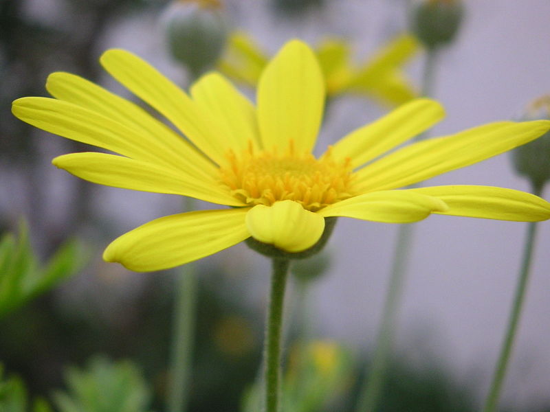 ניסיון by varda meir - Ourboox.com