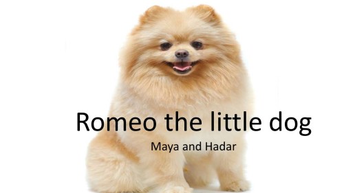 Romeo the little dog by maya and hadar - Ourboox.com