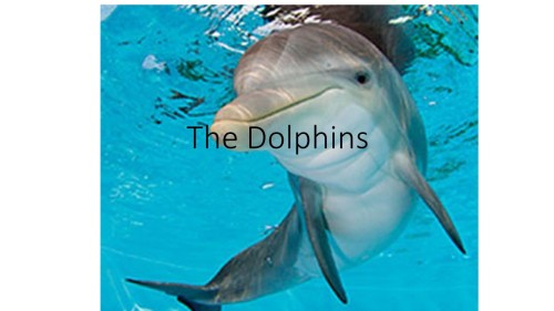 Dolphins in the sea by NitaySh - Ourboox.com