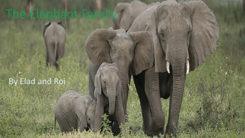 The Elephant Family by Elad and Roi - Ourboox.com