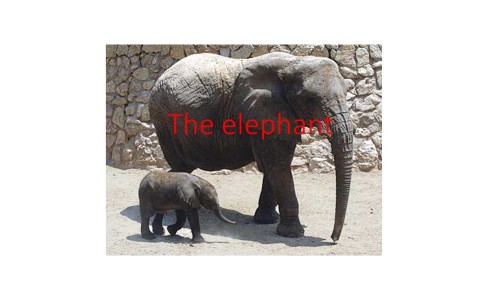 the Elephent by liam and sagi - Ourboox.com