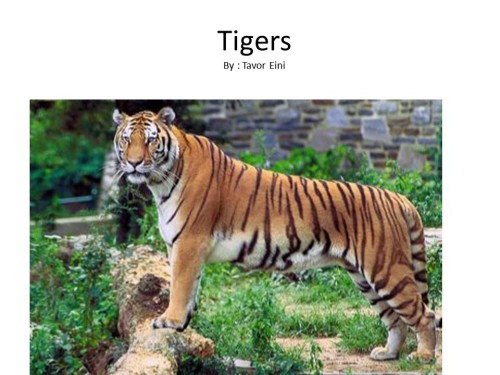 Tigers by Tavor Eini - Ourboox.com