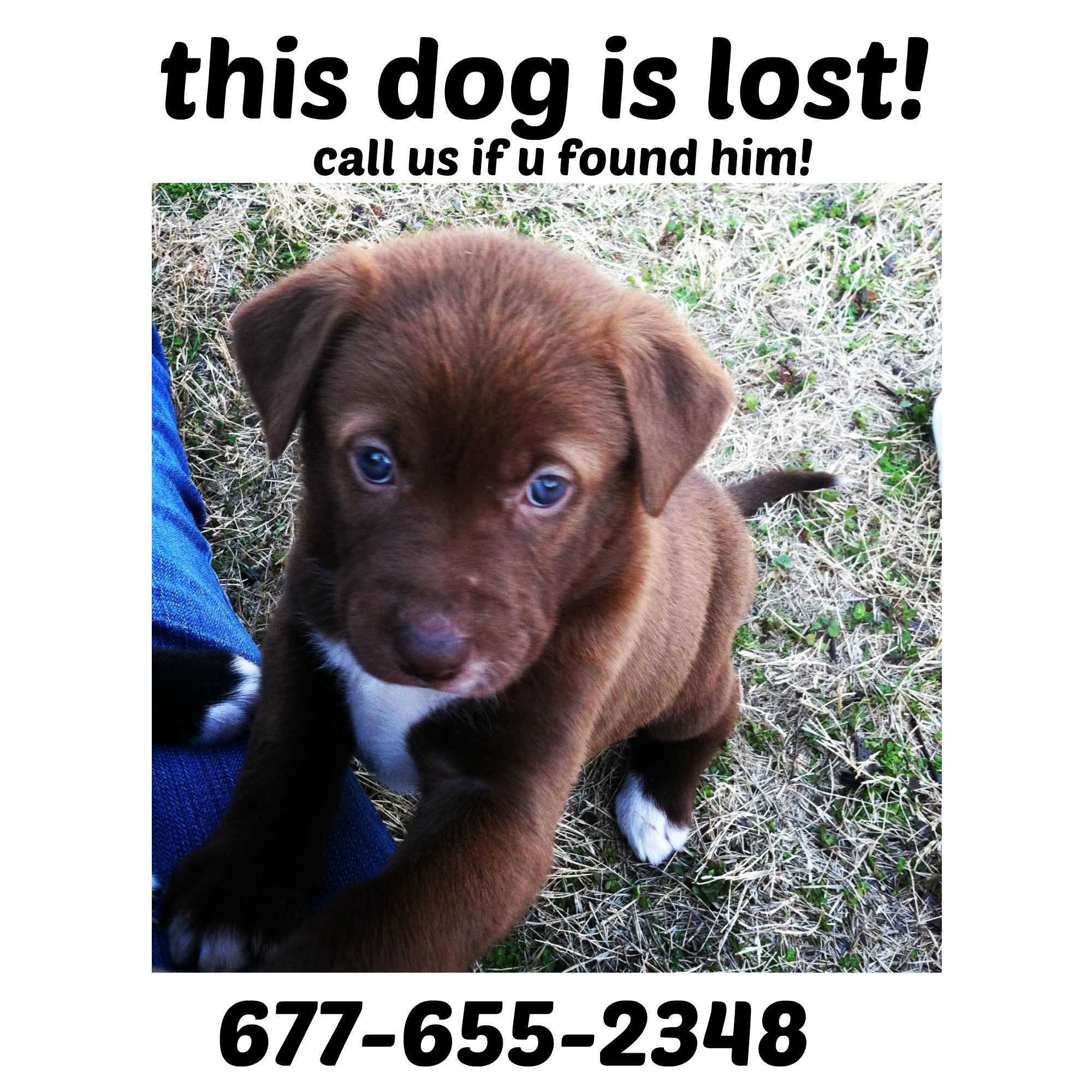 The lost dog by Yuval Or - Ourboox.com