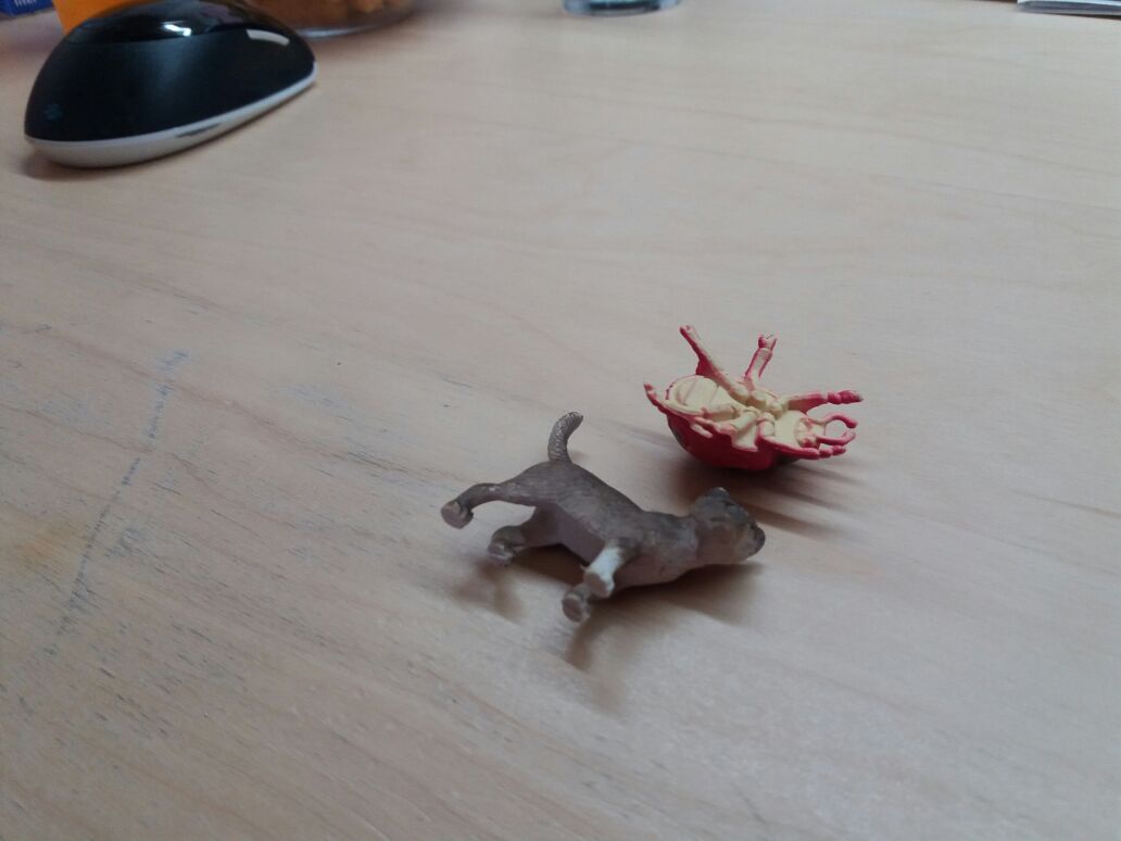 קלי הפרפרית, ארי החיפושית וזואי החתולה by yael tamir - Ourboox.com