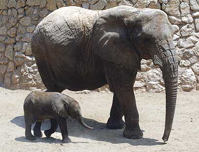 the Elephent by liam and sagi - Ourboox.com